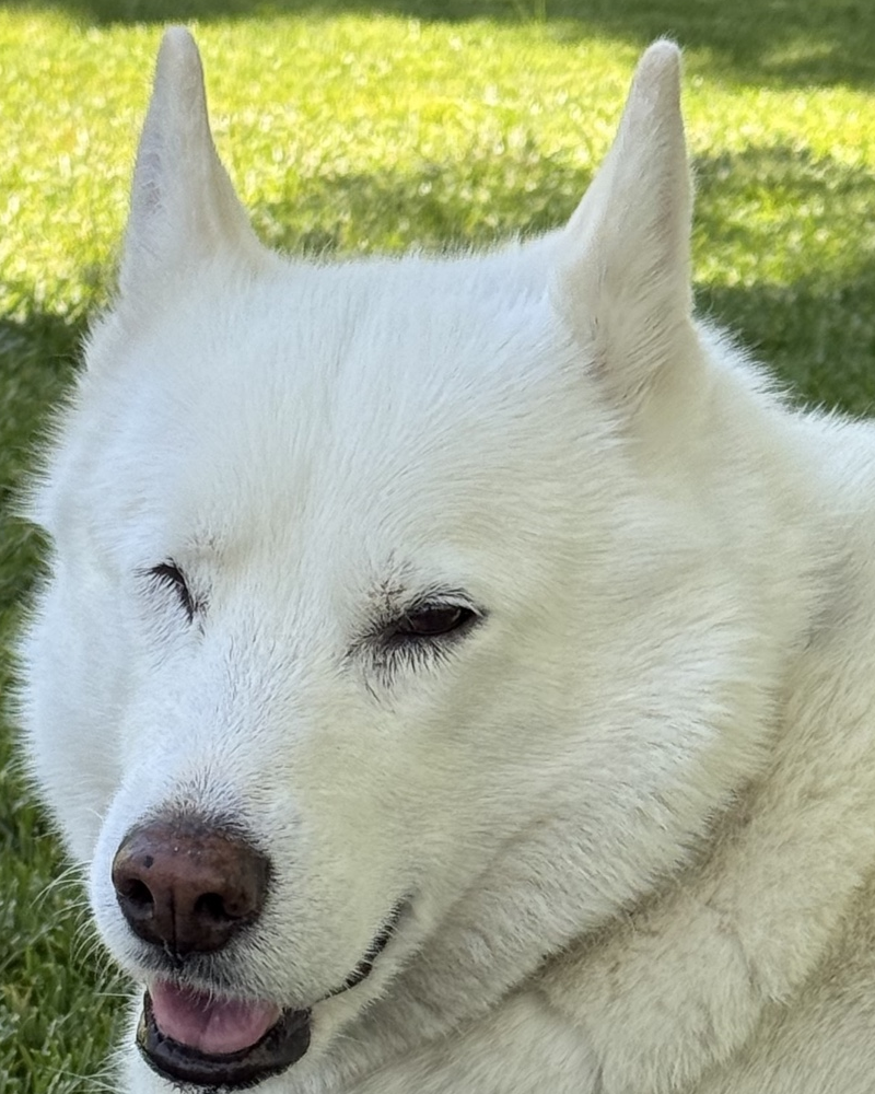 The Moo — Prema, a white husky with one brown eye, smiling in sunlit grass