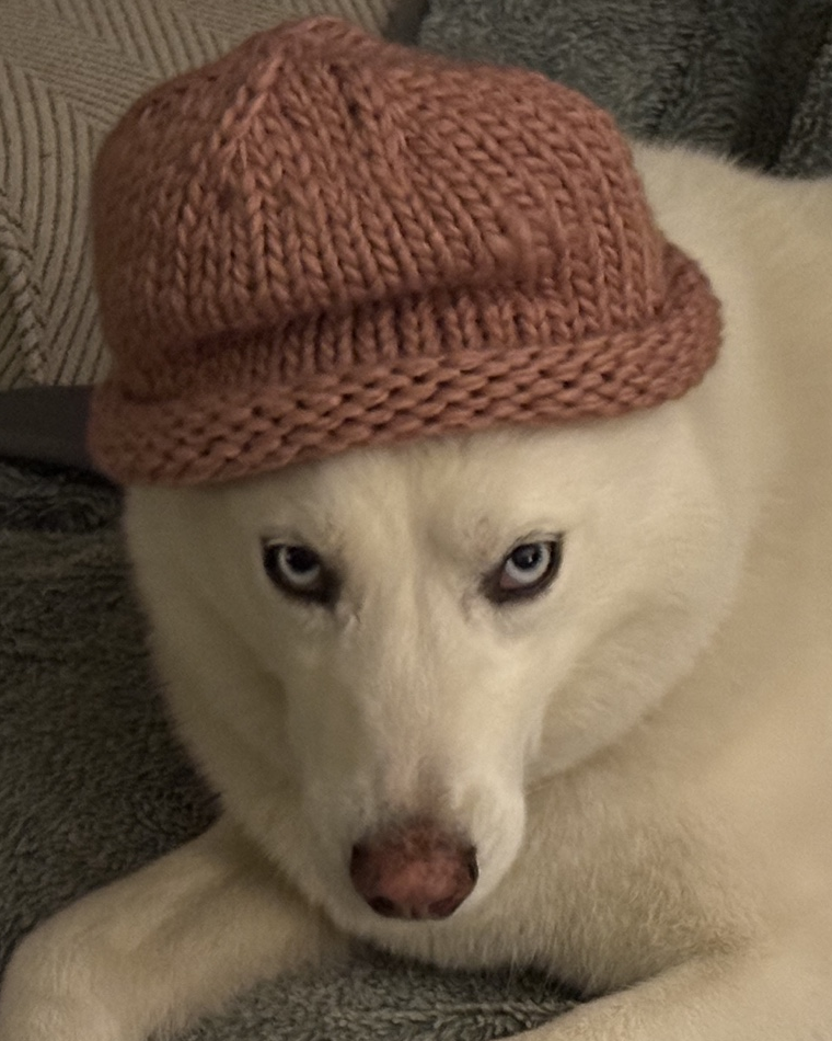 Shantipants — Shanti, a white husky with two blue eyes, wearing a pink knitted hat